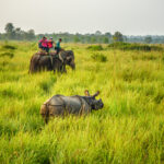 Tourists watching a rhino from an elephant in Nepal