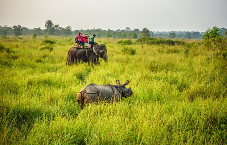 Tourists watching a rhino from an elephant in Nepal