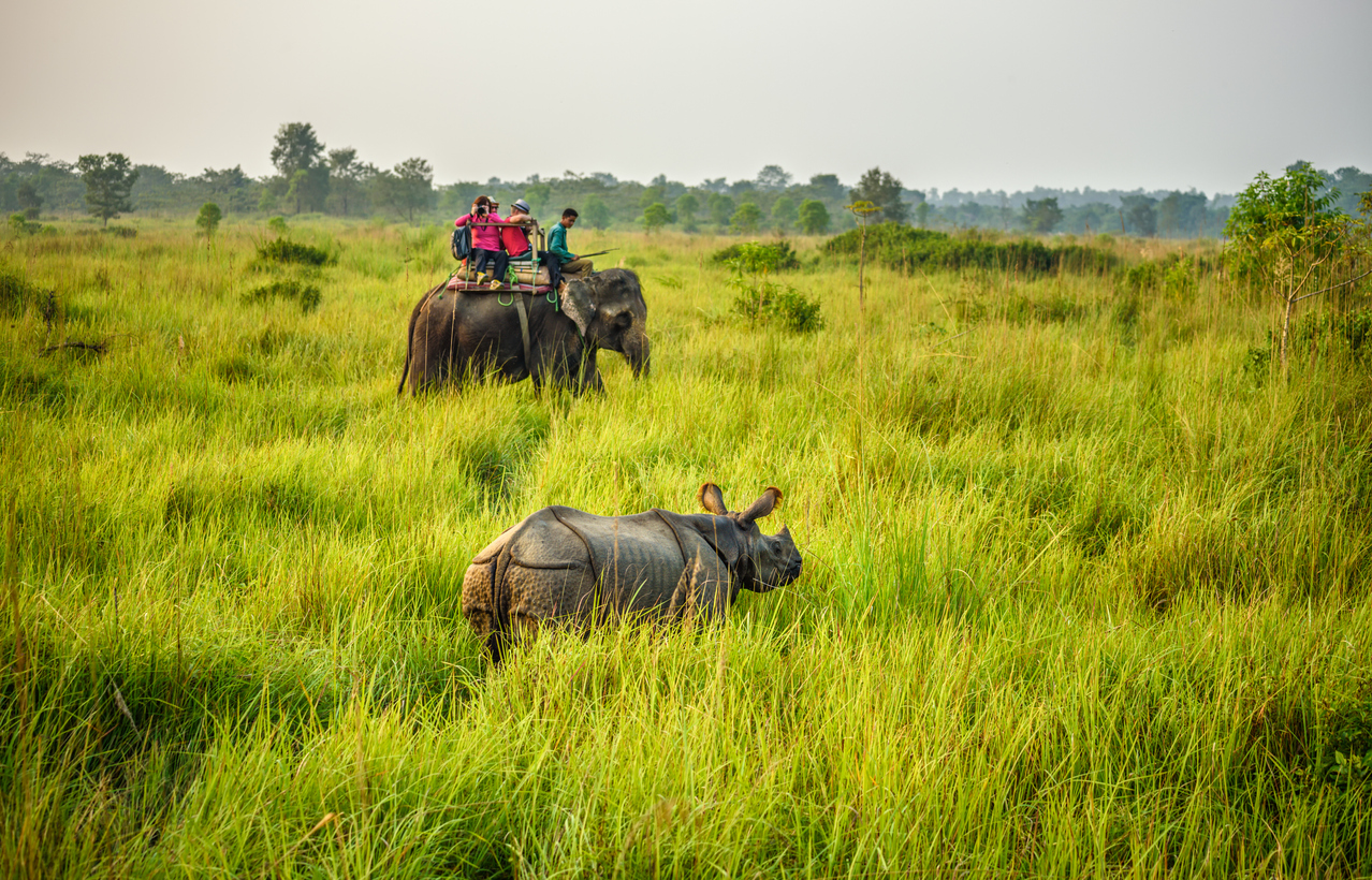 Tourists watching a rhino from an elephant in Nepal